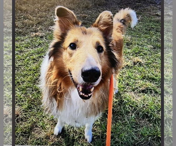 Medium Photo #2 Border Collie Puppy For Sale in Valrico, FL, USA