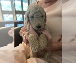 Puppy Puppy 3 BUCK Poodle (Standard)