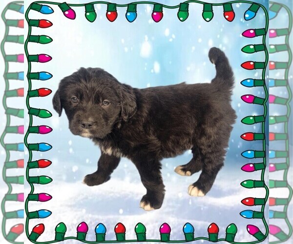 Medium Photo #69 Golden Mountain Dog Puppy For Sale in BLACK FOREST, CO, USA