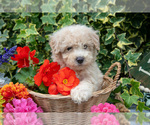 Small #2 Poodle (Miniature)