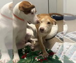 Small #2 Mutt
