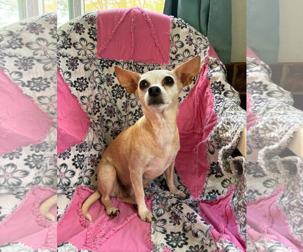 Medium Photo #8 Chiweenie Puppy For Sale in Pacolet, SC, USA