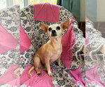 Small #7 Chiweenie