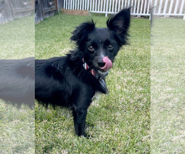 Medium Photo #2 Chion Puppy For Sale in Dana Point, CA, USA