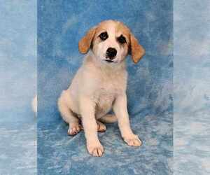 Great Pyrenees-Unknown Mix Dogs for adoption in New York, NY, USA