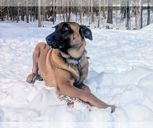 Medium Photo #28 German Shepherd Dog-Unknown Mix Puppy For Sale in Sebec, ME, USA