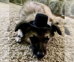 Small #1 Keeshond