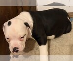 Puppy skeet American Bulldog