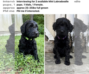 Miniature Labradoodle Puppy for sale in BETHEL, CT, USA