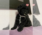 Small Photo #4 Poodle (Miniature) Puppy For Sale in DENVER, CO, USA