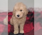 Small #11 Goldendoodle