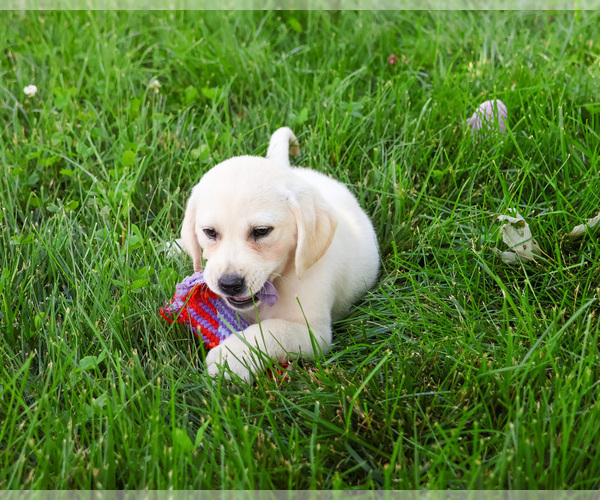Medium Photo #6 Labrador Retriever Puppy For Sale in SYRACUSE, IN, USA