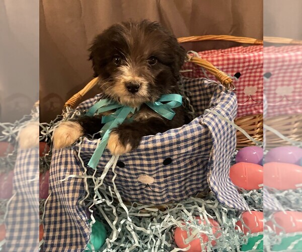 Medium Photo #2 Aussiedoodle Puppy For Sale in MIDDLETOWN, OH, USA