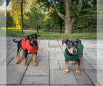 Small #3 Doberman Pinscher Mix