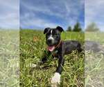 Small #9 American Pit Bull Terrier-Labrador Retriever Mix