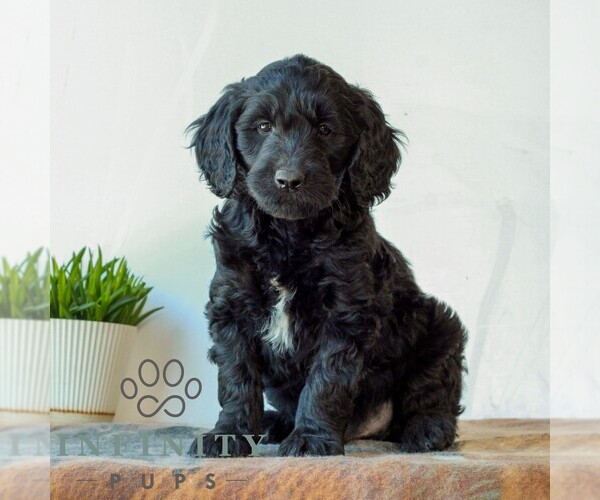 Medium Photo #1 Goldendoodle (Miniature) Puppy For Sale in LITITZ, PA, USA