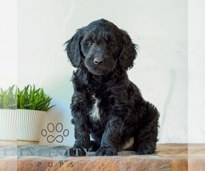 Goldendoodle (Miniature) Puppy for sale in LITITZ, PA, USA