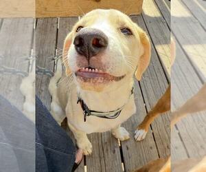 Labrador Retriever-Unknown Mix Dogs for adoption in MIDWAY, UT, USA