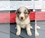 Small #11 Australian Shepherd