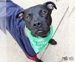 Small #17 American Pit Bull Terrier-Labrador Retriever Mix
