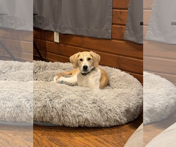 Medium Photo #4 Mutt Puppy For Sale in Overland Park, KS, USA