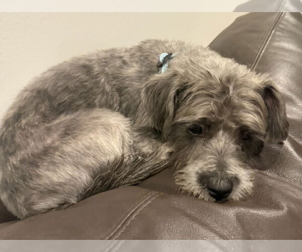 Medium Photo #2 Mutt Puppy For Sale in Mundelein, IL, USA