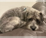 Small #1 Mutt