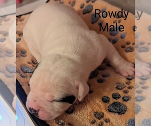 American Bulldog Puppy for Sale in BLACKSBURG, South Carolina USA