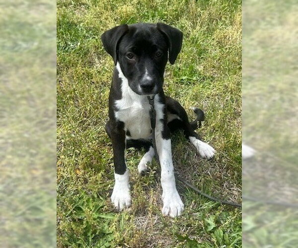Medium Photo #1 Labrador Retriever-Unknown Mix Puppy For Sale in Tarrytown, GA, USA