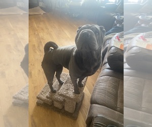 Mother of the Chinese Shar-Pei puppies born on 06/19/2025