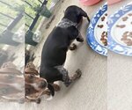 Puppy Oreo Dachshund
