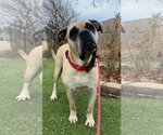 Madea - REDUCED ADOPTION DONATION - Female Mastiff Dog for Adoption - Small photo