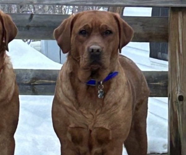 Medium Photo #1 Labrador Retriever Puppy For Sale in MASON, WI, USA