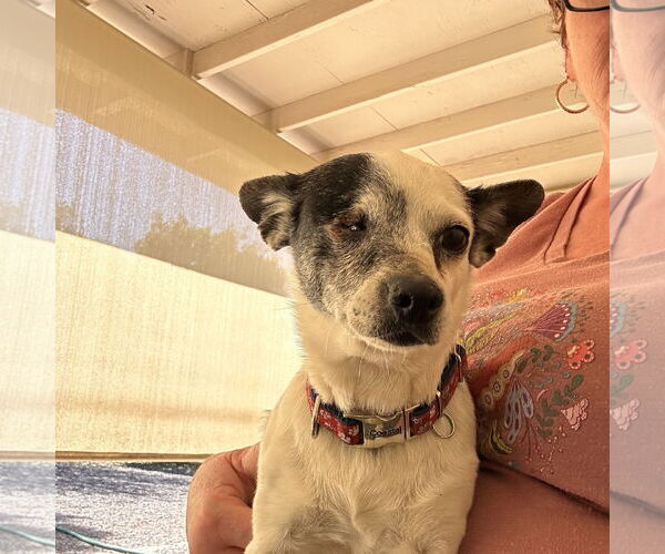 Medium Photo #3 Chihuahua Puppy For Sale in Chandler, AZ, USA