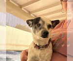 Small #2 Chihuahua