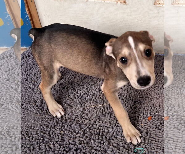 Medium Photo #8 American Staffordshire Terrier-Unknown Mix Puppy For Sale in Tracy City, TN, USA