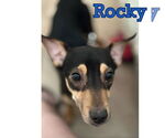 Small #8 Dachshund
