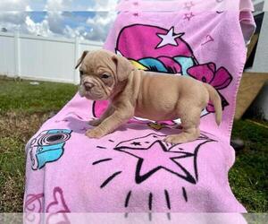 American Bully Puppy for sale in CAPE CORAL, FL, USA