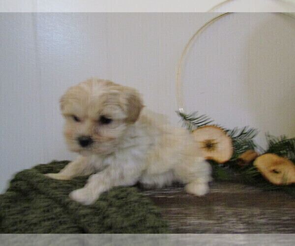 Medium Photo #3 Maltipoo (Miniature) Puppy For Sale in SUGARCREEK, OH, USA