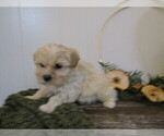 Small Photo #21 Maltipoo (Miniature) Puppy For Sale in SUGARCREEK, OH, USA