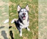 Small Siberian Husky