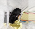 Small #6 French Bulldog