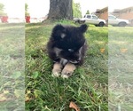 Small Photo #13 Pomsky Puppy For Sale in WHEELERSBURG, OH, USA