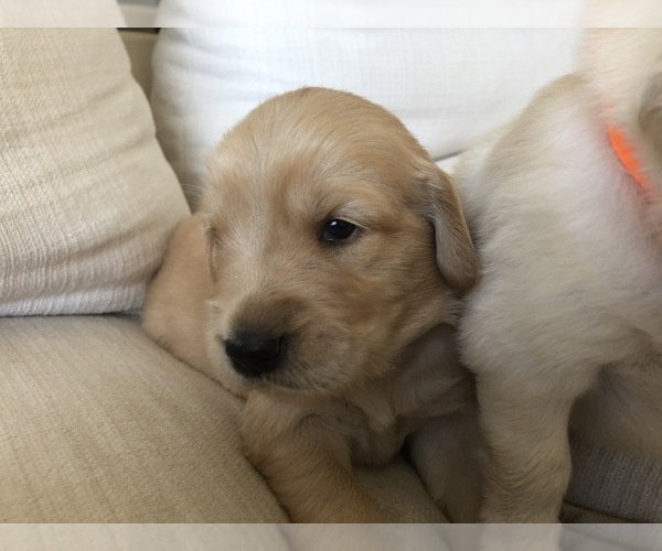 Medium Photo #2 Golden Retriever Puppy For Sale in FAIR OAKS, CA, USA