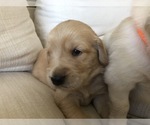 Small Photo #2 Golden Retriever Puppy For Sale in FAIR OAKS, CA, USA