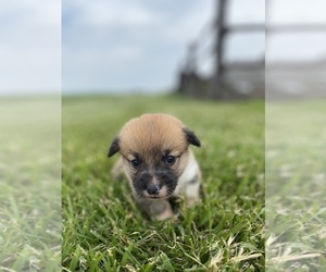 Pembroke Welsh Corgi Puppy for sale in ARTHUR, IL, USA