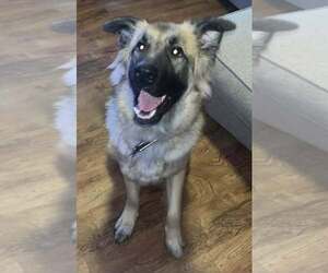 Mutt Dogs for adoption in Minneapolis, MN, USA