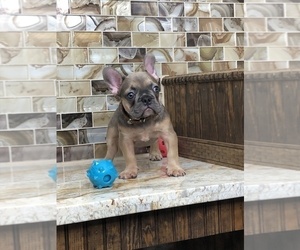French Bulldog Puppy for sale in HOUSTON, TX, USA