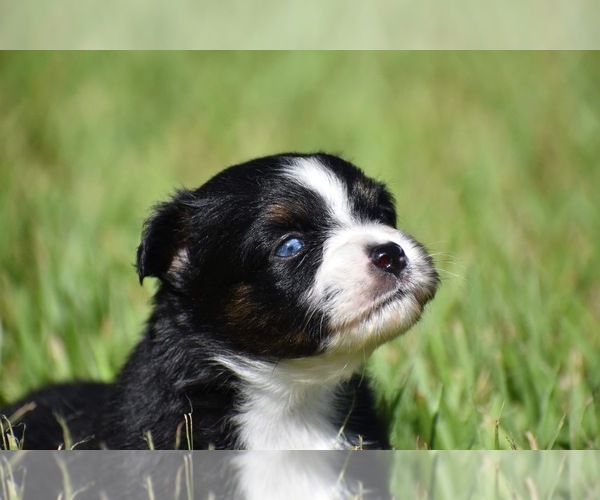 Medium Photo #1 Miniature Australian Shepherd Puppy For Sale in PALM COAST, FL, USA