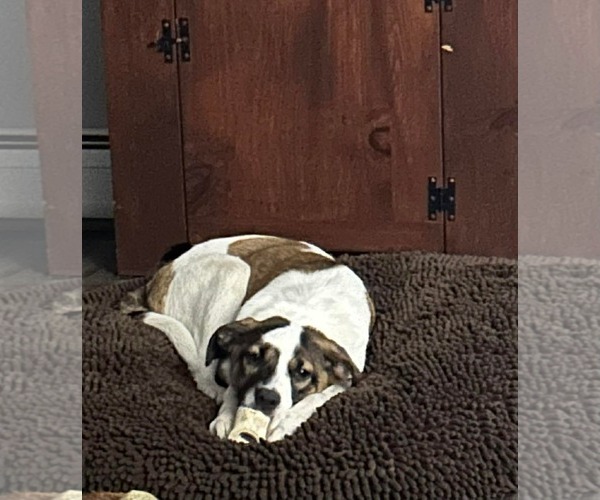 Medium Photo #7 Mutt Puppy For Sale in pomfret, CT, USA
